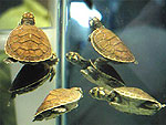 Giant South American River Turtle Hatchlings